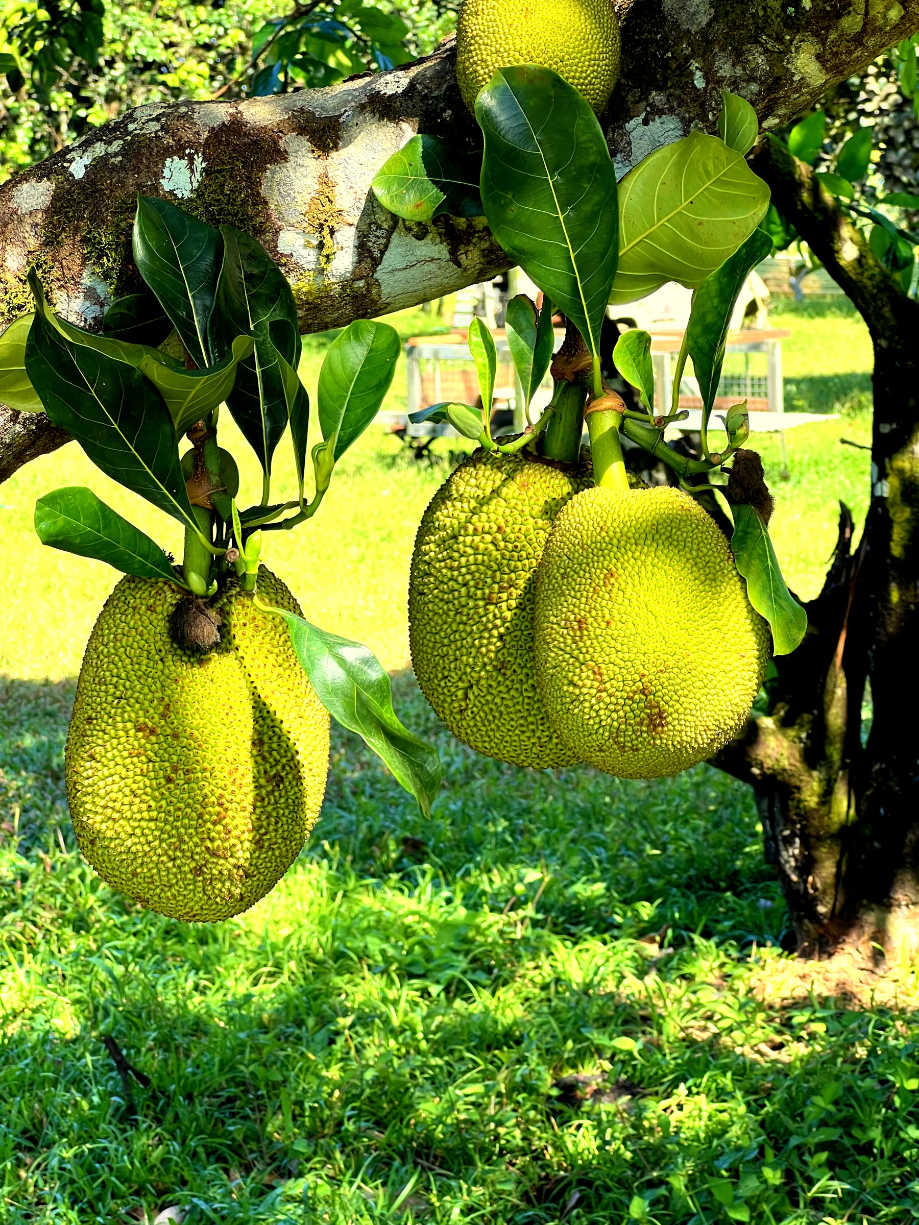 Des jacquiers sur leur arbre
